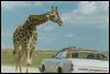 [Giraffe car]