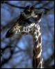 [animalwild030-GiraffesHead-Closeup]