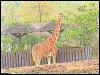 [zoo-giraffe-anim010]
