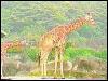 [zoo-giraffes-anim012]