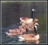 [CanadaGoose 04-Parent with ducklings-Floating]