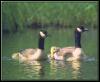 [CanadaGoose 08-Family-Floating on water]