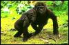 [SDZ 0089-Friendly-Young-Gorillas]