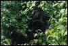 [safari34 gorilla]
