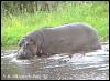 [LakeManyara-Hippopotamus-3-Closeup]