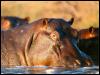 [afwld100-Hippopotamuses in river-closeup]