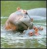 [afwld102-Hippopotamuses-MomNursingBabies]