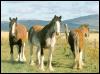 [Clydesdale3-3DomesticHorses]