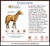 [DKMMNature-HorseEvolution02-Mesohippus]