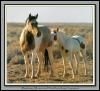 [WildHorses 001-Mustang-Mare N Foal]