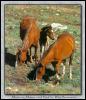 [WildHorses 013-Mustangs-Mares N Foal]