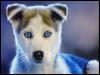 [!-02-Royal-Canin-Calendar-Siberische-Husky-wall-TR]