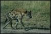 [safari14 hyena]
