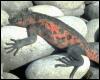 [animalwild079-GalapagosMarineIguana-On large pebbles]