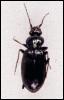 [InsectBeetle-Loricera pilicornis]