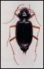 [InsectBeetle-Nebria lacustris]