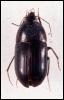 [InsectBeetle-Oodes ameroides-oodine]