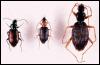[InsectBeetle-plats]