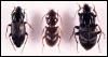 [InsectBeetle-ptero]