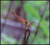 [KoreanInsect-Dragonfly-Brown]