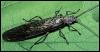 [insect-stonefly-on-leaf]