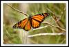 [mi-1838-butterfly-18-10-05-10L]