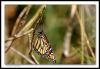 [mi-1841-butterfly-18-10-05-10L]