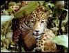 [Jaguar11-Walking out of jungle]
