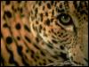 [S095167-Jaguar-AnimalEyes-Closeup]