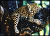[WildLife016-Jaguar Relaxing on tree]