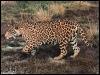 [jaguar-walks on grassland]