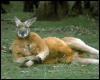 [Kangaroo Relaxing - Full]
