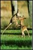 [kangaroo06-Fighting-JumpingKick]