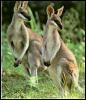 [kangaroo07-Pair-Looks back]