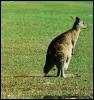 [kangaroo08-Standing on grass-RearView]