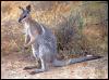 [kangaroo10-Standing at bush edge]
