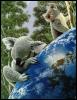[A4 225-PaintingArt-Koalas-Hugging the Earth]
