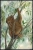 [Anmwi001 Koala Painting]