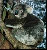 [ausie pt5-Koala-Hanging trunk]