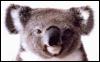 [koala2-face]