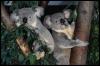 [koalas pair-dinner on tree]