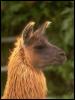 [Photo156-Llama-Head closeup]