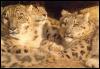 [SnowLeopard3 Pack-Resting in shelter]
