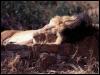 [FLion2-AfricanLion-Male sleeping]