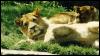 [FWZoo-2Lions-Relaxing]