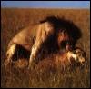[lions04gt-mating]