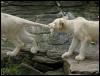 [white lion cub pull tail]