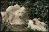 [white lion cubs and mom1 9-20]