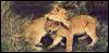 [wildcat64-lion]