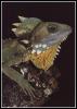 [Reptile-002-BoydsForestDragon-Lizard]